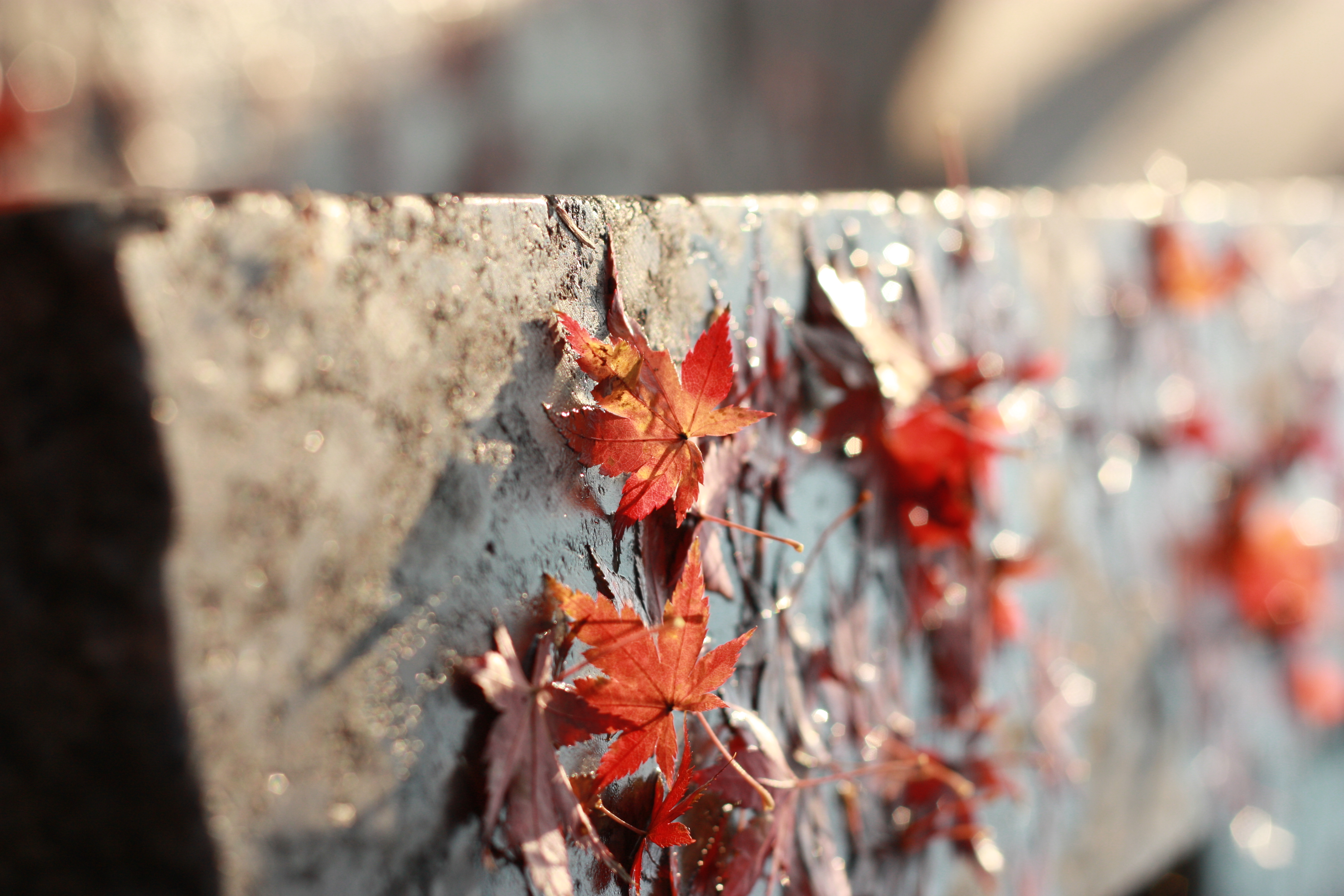 秋・紅葉・井の頭公園