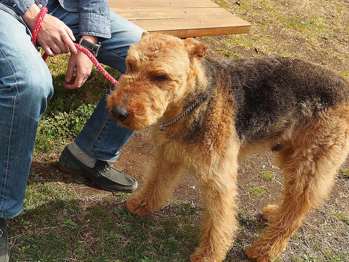 エアデールテリアのロック