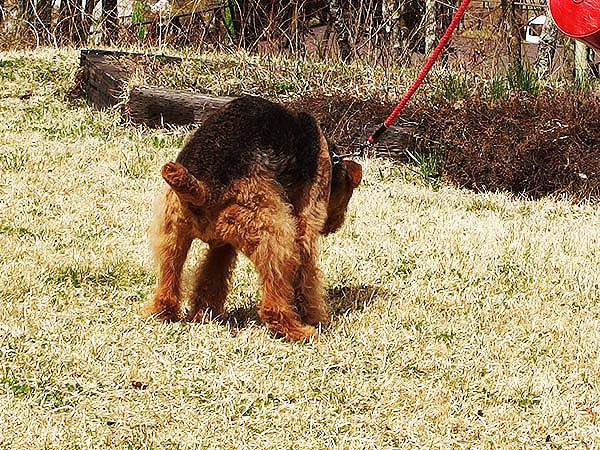 エアデールテリアのロック