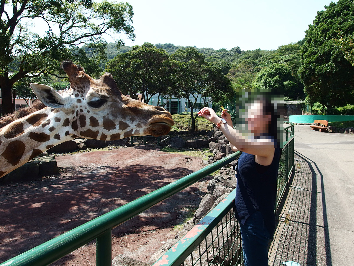キリンの餌やり体験：アニマルキングダム