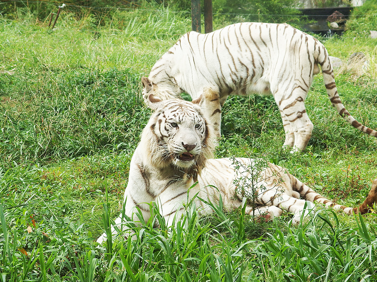 ホワイトタイガー：アニマルキングダム