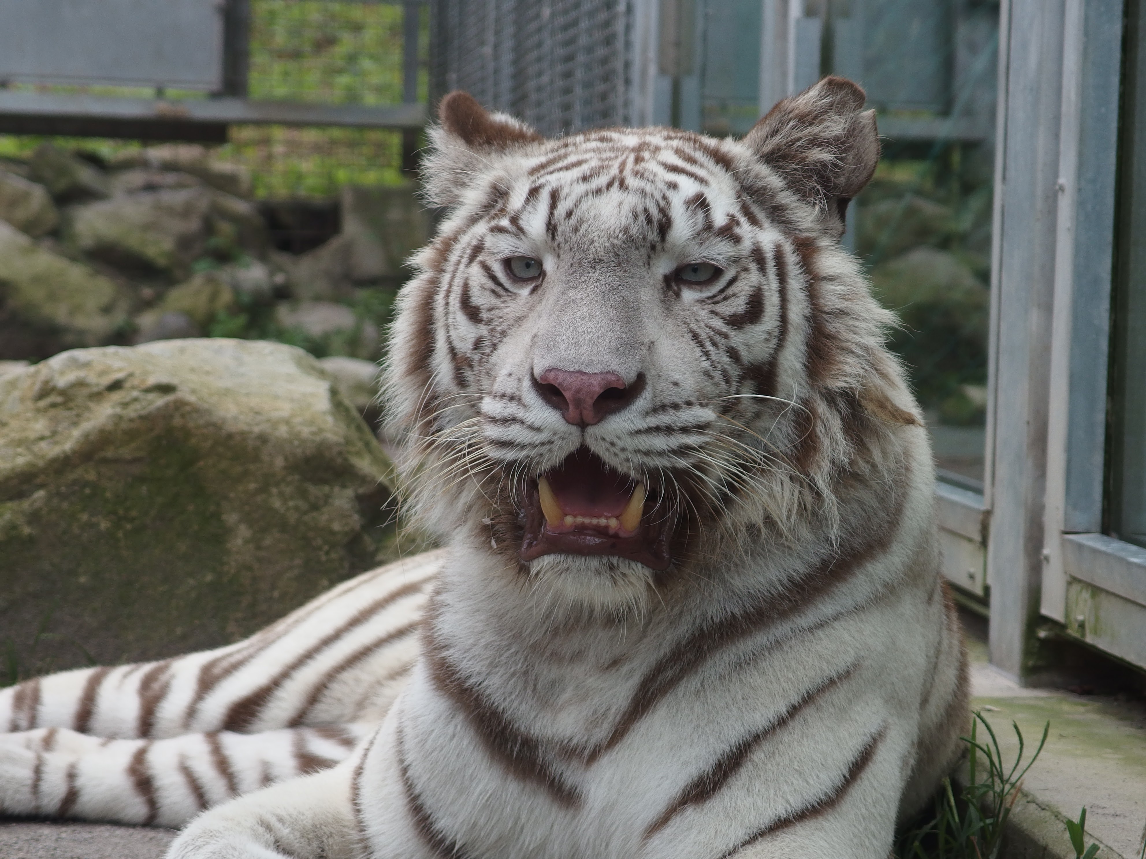 ホワイトタイガー