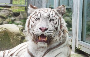 アニマルキングダムのホワイトタイガー