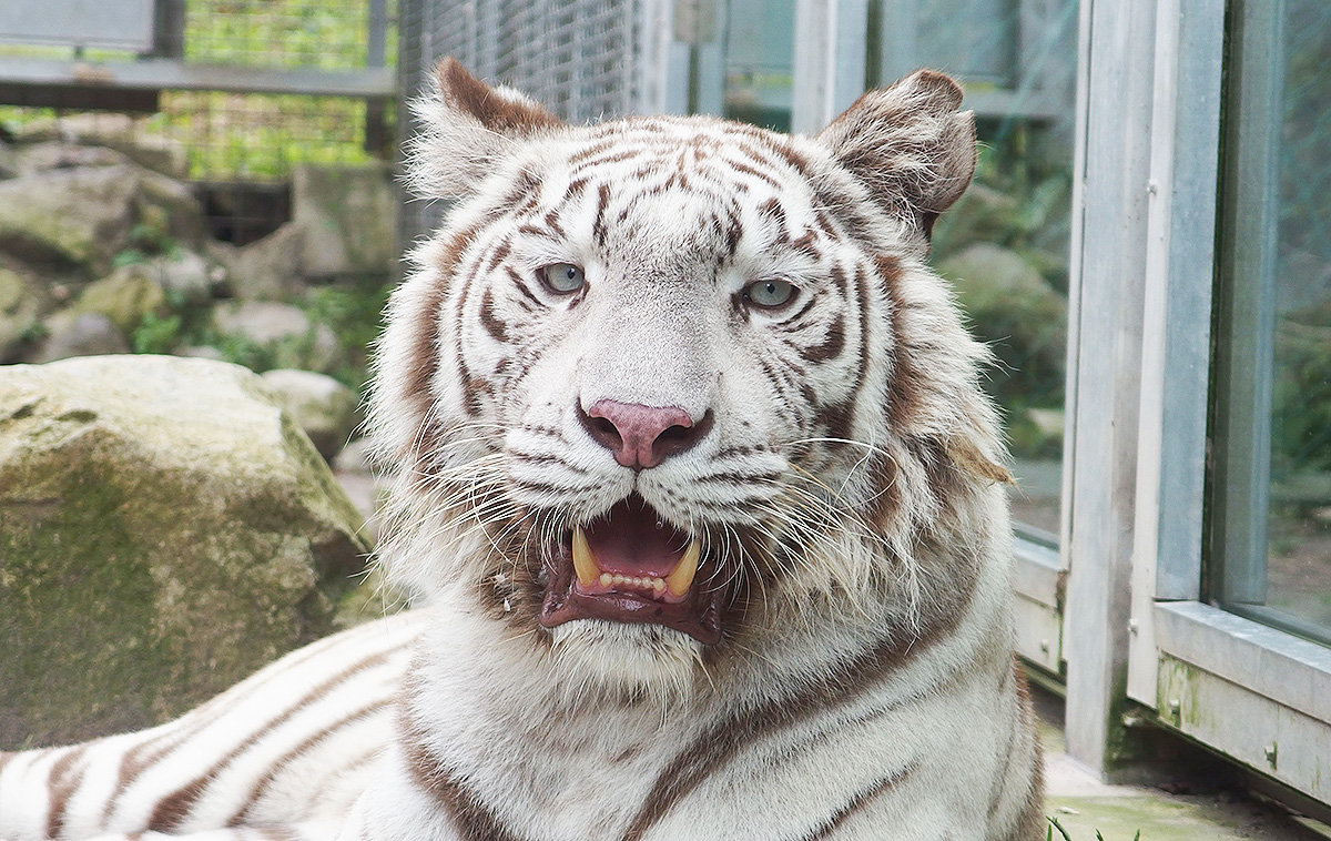 アニマルキングダムのホワイトタイガー
