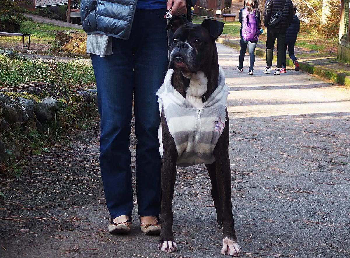 富士スバルランド ボクサーのぼく