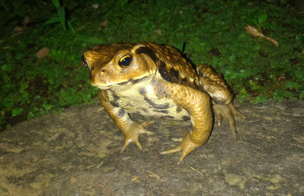 ニホンヒキガエル