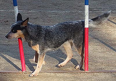 オーストラリアン・キャトルドッグ。ショーに出ていました。