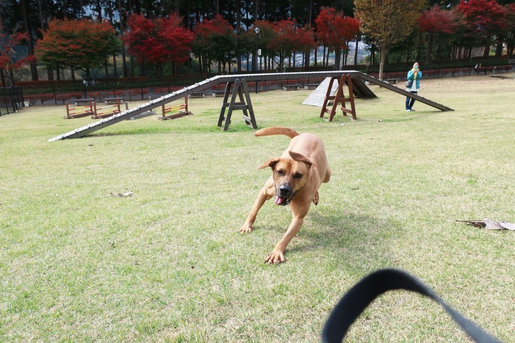 桂川ウェルネスパークドッグラン